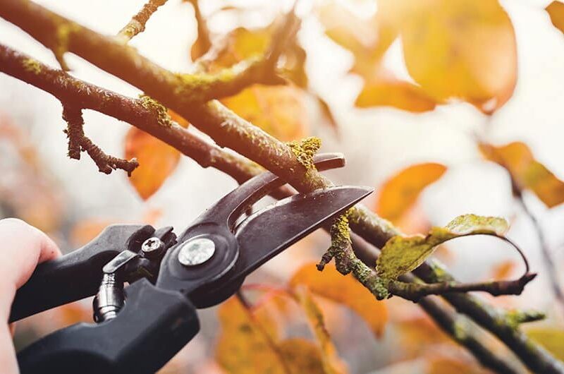 shutterstock 1871437741